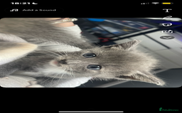 Domestic Shorthair cats for sale: Beautiful grey kittens - Image 1