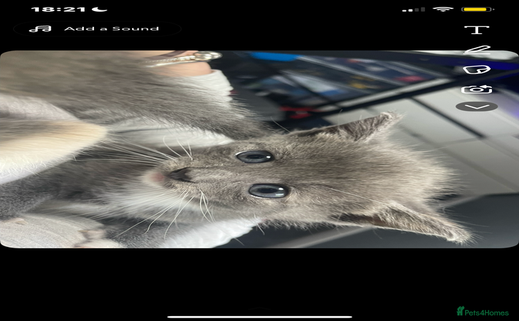 Domestic Shorthair cats - Advert 1