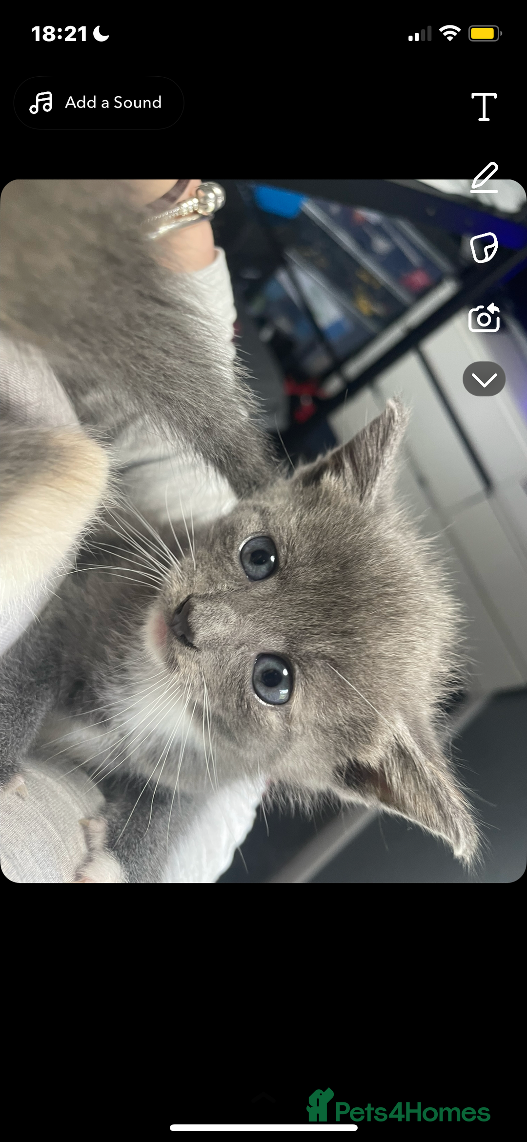 Domestic Shorthair cats for sale: Beautiful grey kittens - Image 1