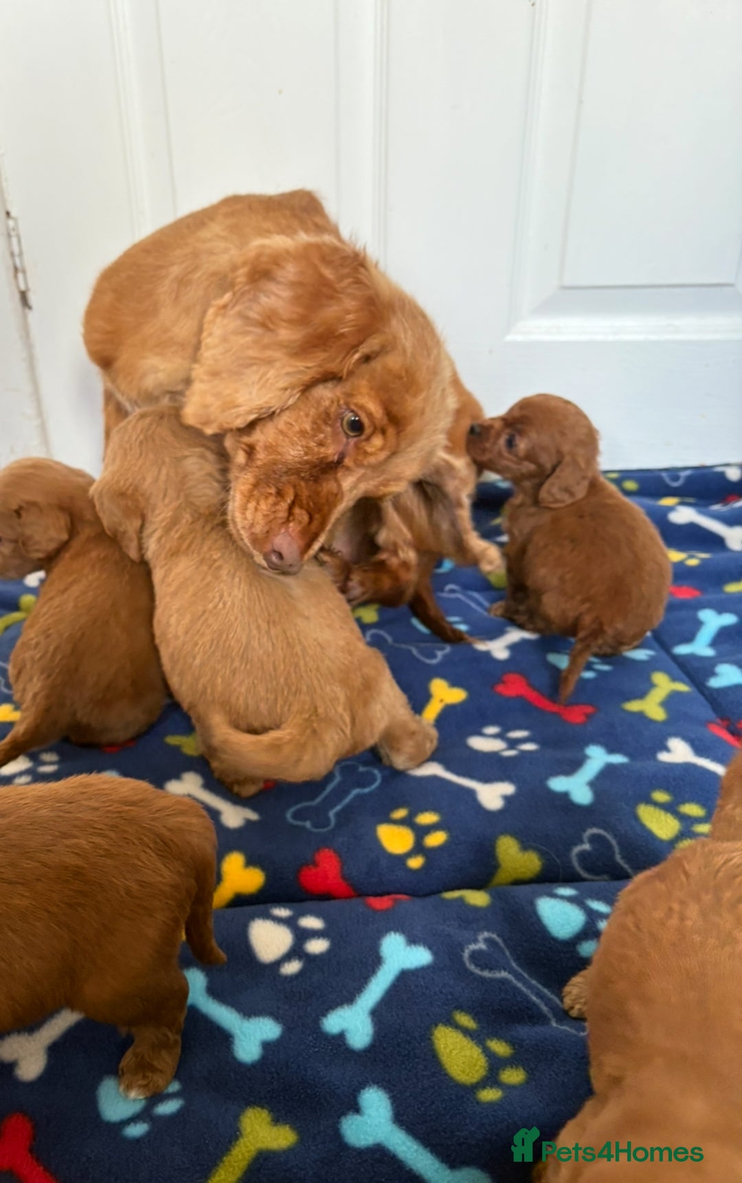 Cockapoo dogs for sale: Cockerpoos for sale  - Image 10