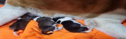Akita dogs for sale: Pure breed American Akita puppies for sale - Advert 13