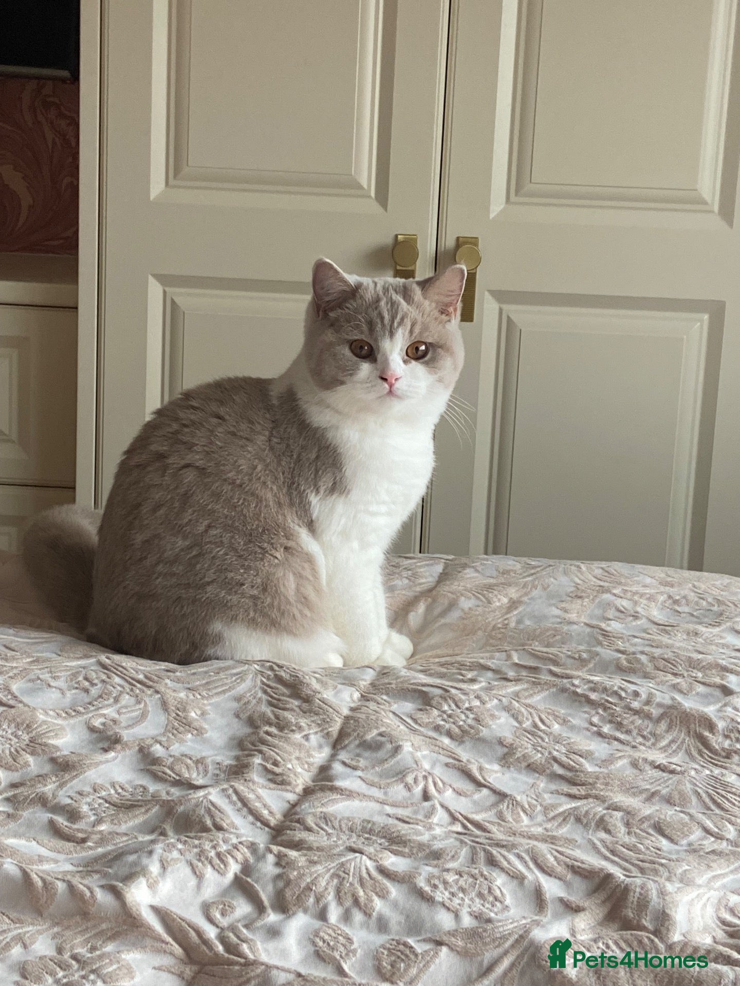 British Shorthair cats Active British Shorthair Lilac & White Female - Advert 1