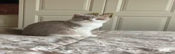 British Shorthair cats for sale: Active British Shorthair Lilac & White Female - Advert 1