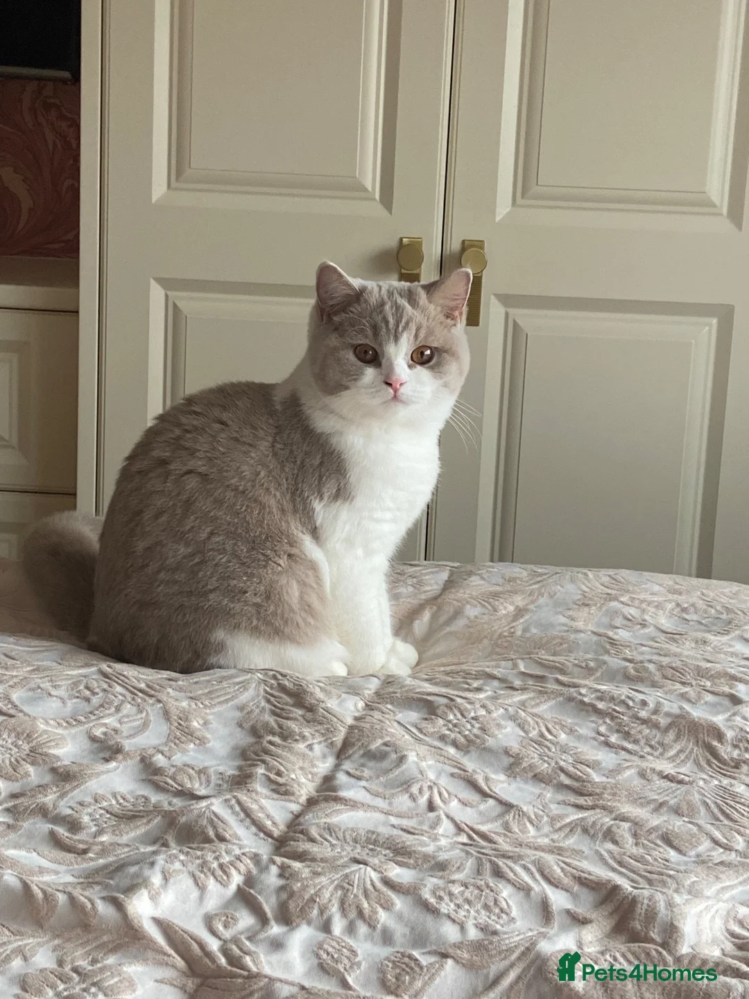 British Shorthair cats for sale: Active British Shorthair Lilac & White Female - Advert 1