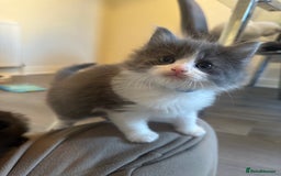 Ragdoll cats for sale: Reserved - Image 14