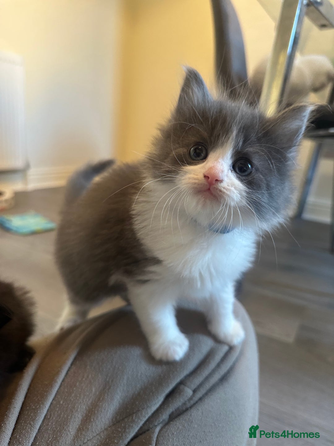 Ragdoll cats for sale: Reserved - Image 14