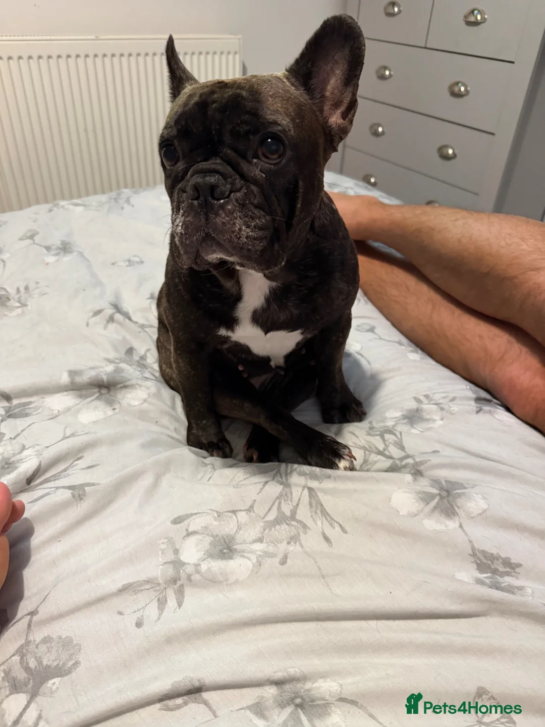 French Bulldog dogs for sale: Looking for forever home  in Heathfield - Advert 1