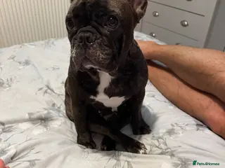 French Bulldog dogs Looking for forever home - Advert 9