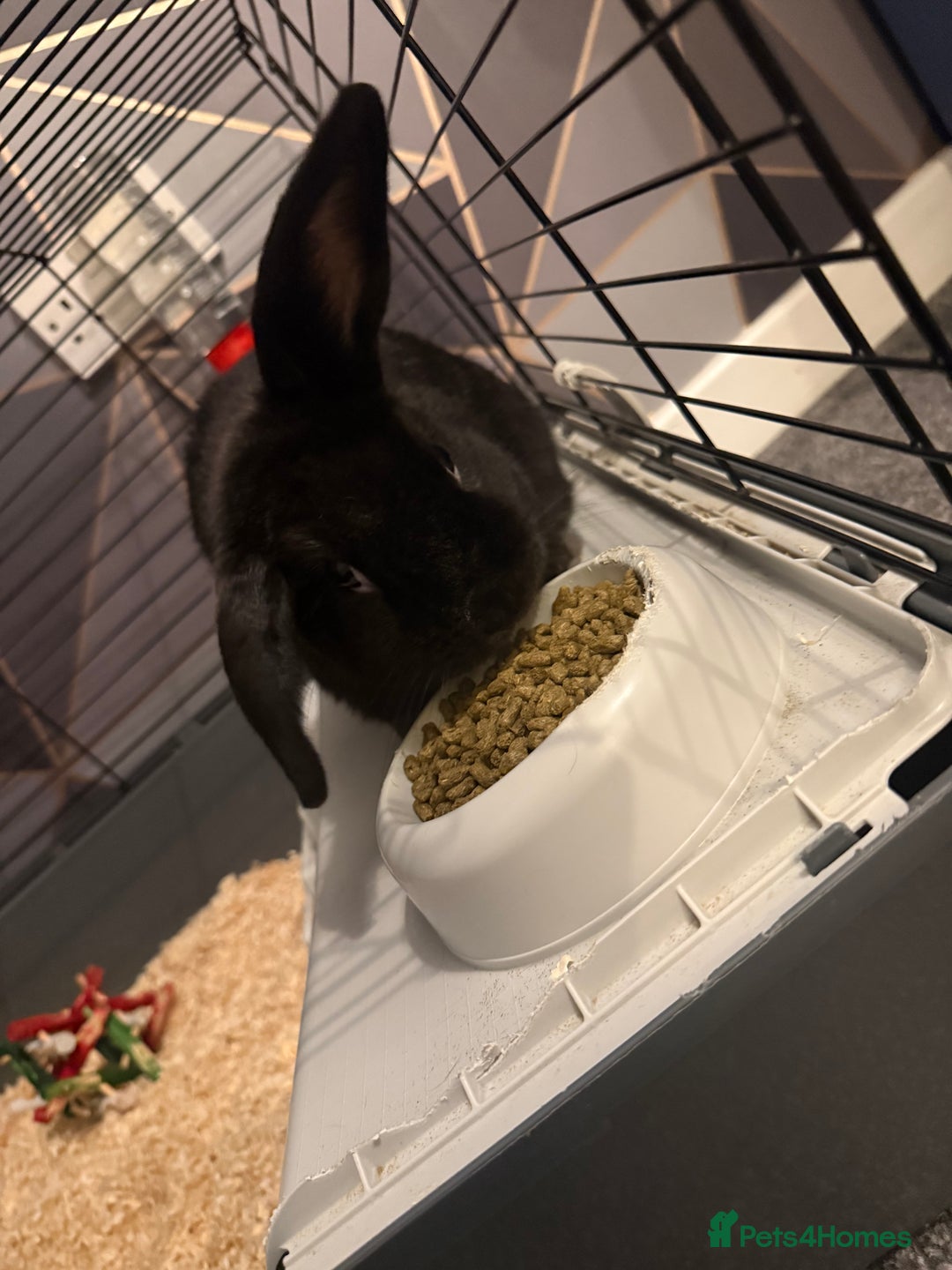 English rabbits for sale: Bugsy - Advert 8