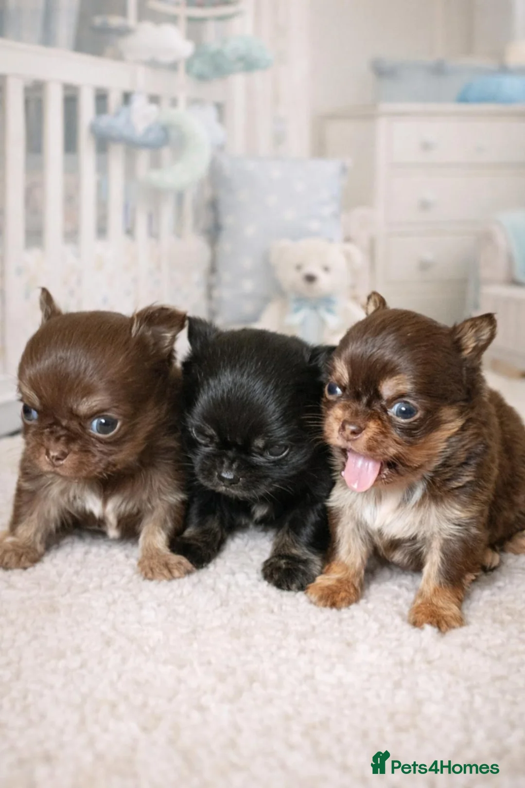 Chihuahua dogs for sale: Stunning long coated chihuahua brothers  - Advert 1