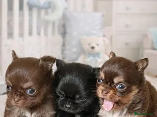 Chihuahua dogs Stunning long coated chihuahua brothers - Advert 9