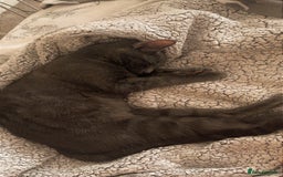 Mixed Breed cats for sale: Beautiful grey male cat.  in Chorley - Image 3