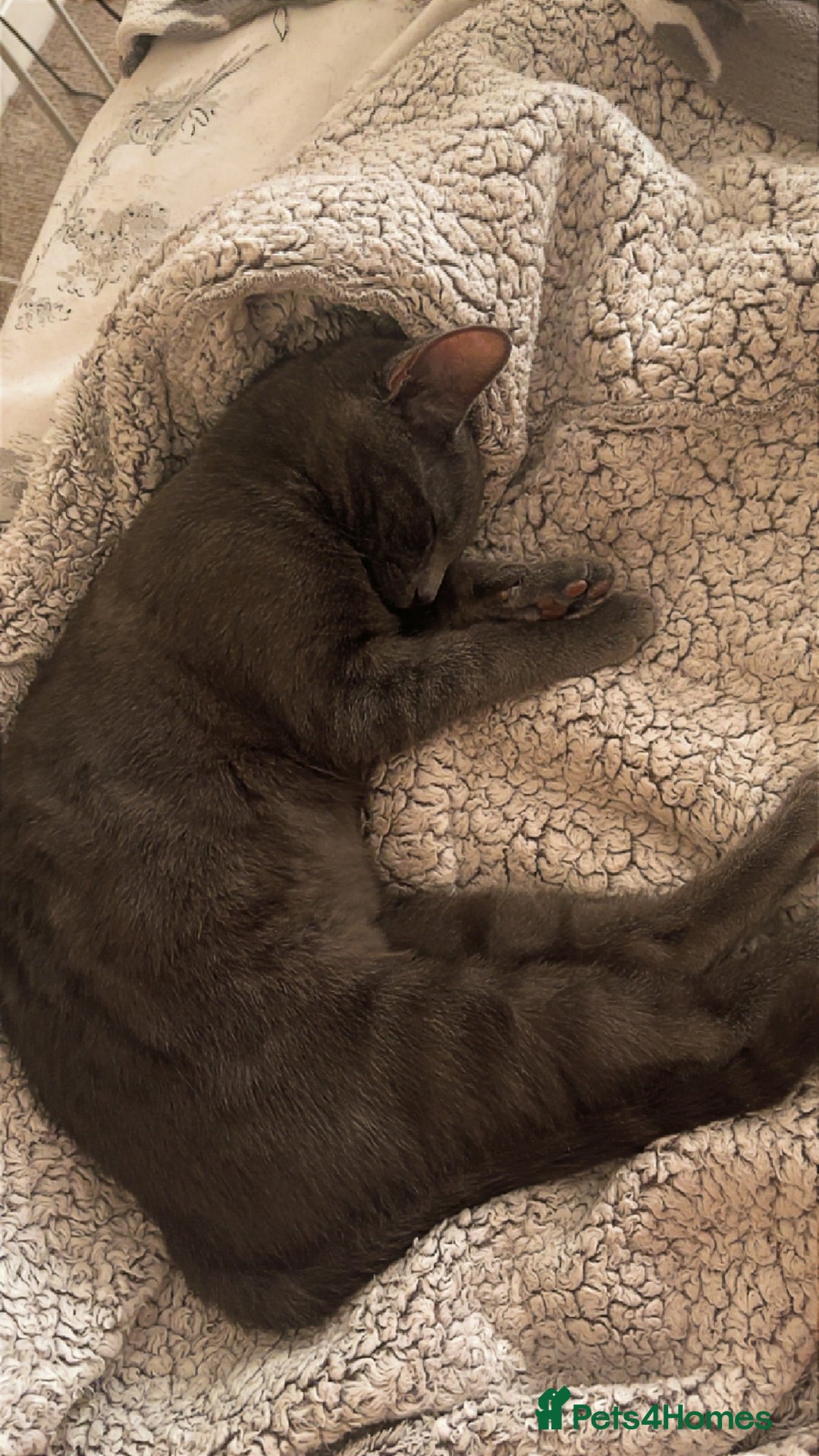Mixed Breed cats for sale: Beautiful grey male cat.  in Chorley - Image 3