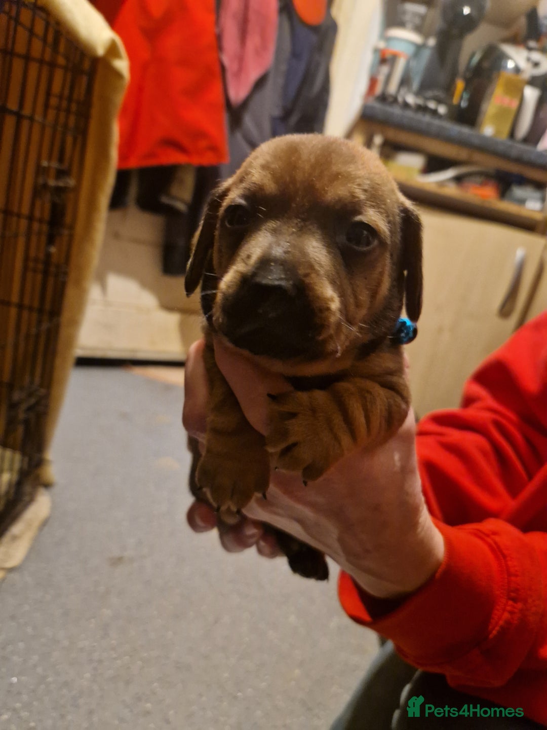 Mixed Breed dogs for sale: Staffy X Miniature Dachsund Puppies - Advert 23