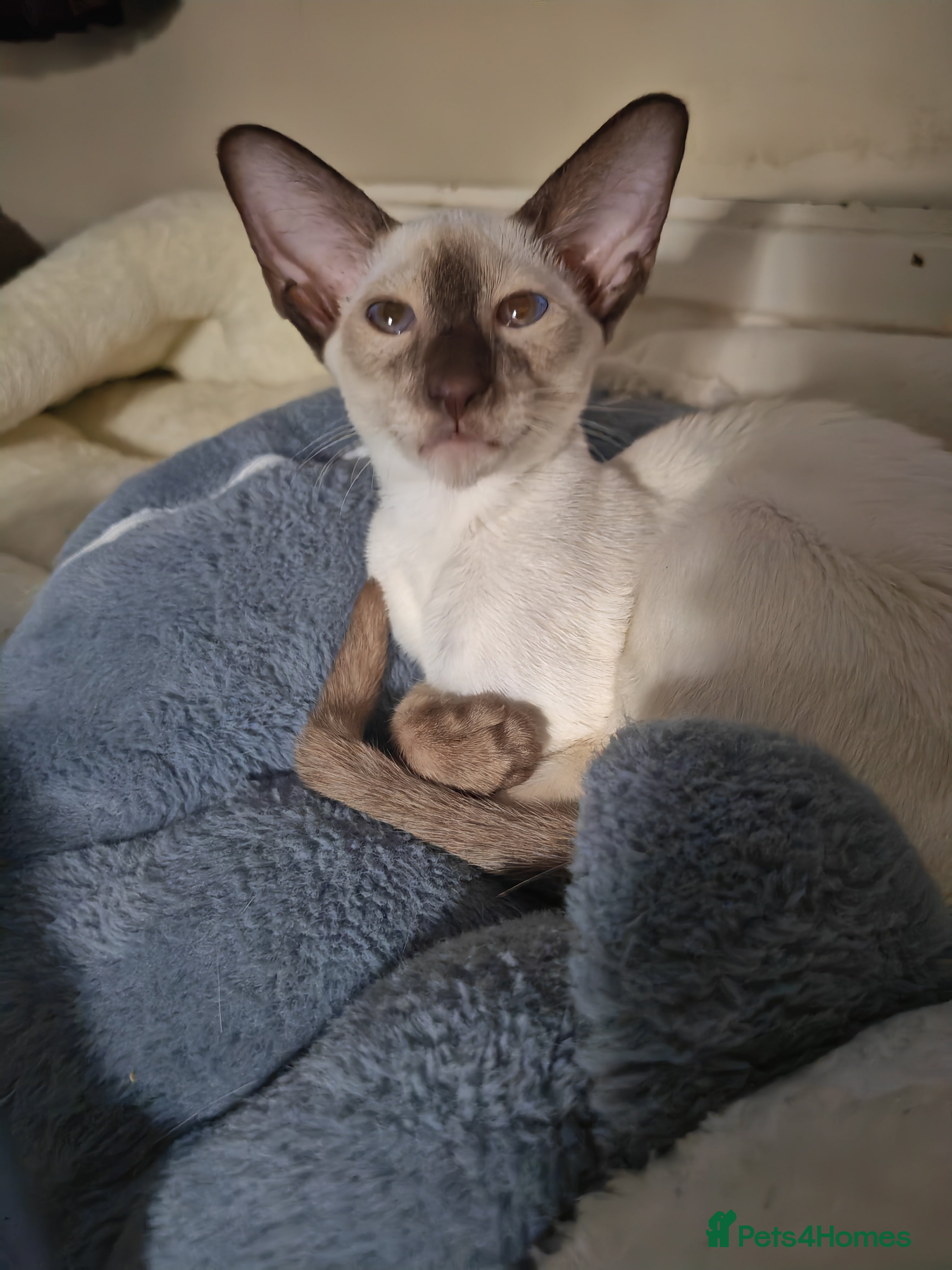 Siamese cats Exceptional Siamese Kittens - Advert 2