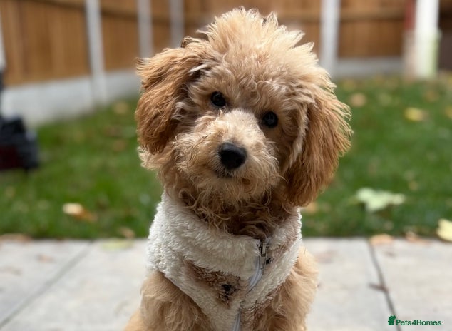 Poochon dogs - Advert 1