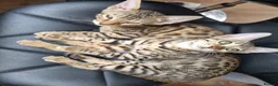 Bengal cats for sale: Pedigree Bengal kittens in West Drayton - Advert 15