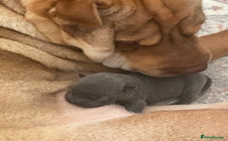 Shar Pei dogs - Advert 1