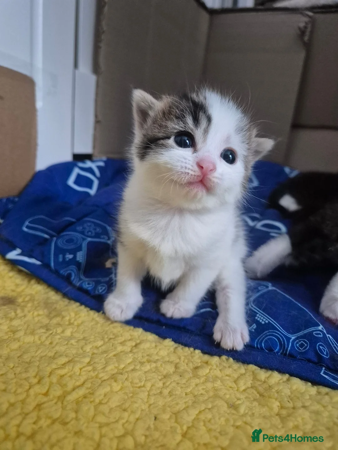 Mixed Breed cats for sale: mixed breed kittens - Advert 2