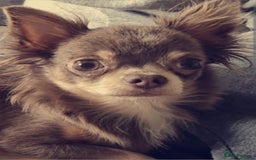 Chihuahua dogs for sale: X2 males chihuahua puppies - Image 5