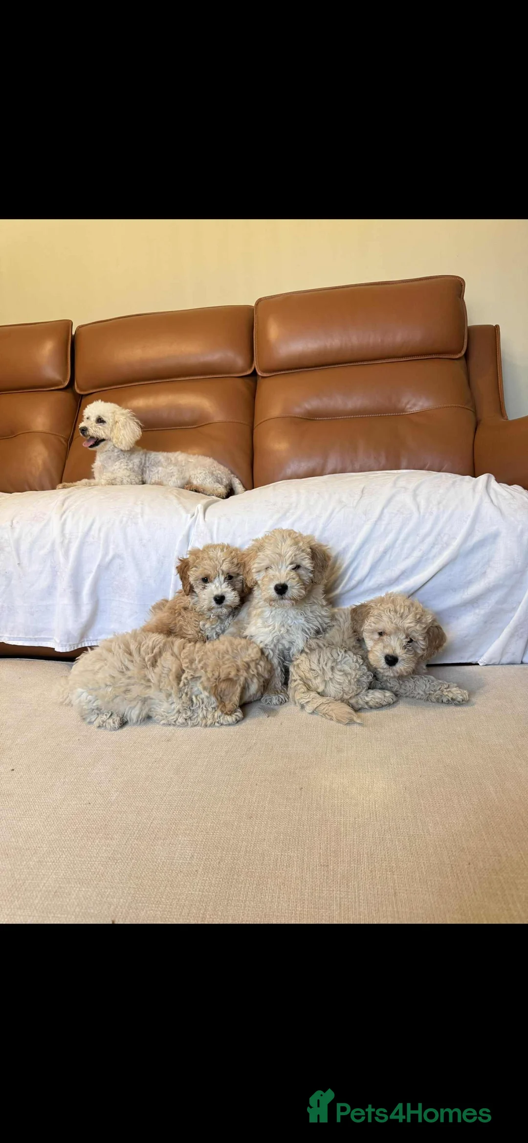 Poochon dogs for sale: Poochon puppies - Advert 4