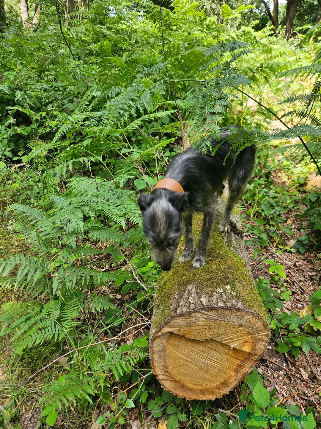 Mixed Breed dogs for sale: Bedlington whippet  in Colchester - Advert 5