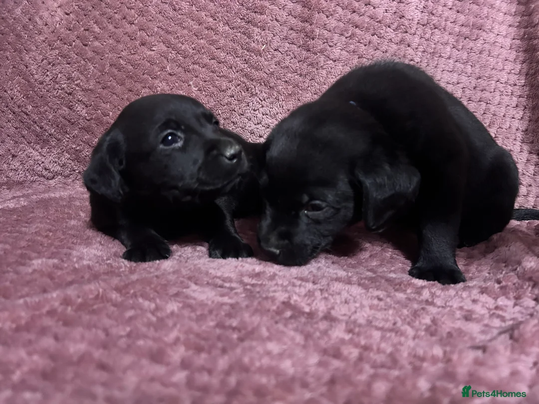 Labrador Retriever dogs for sale: KC Registered, Health Tested Labradors  - Advert 22