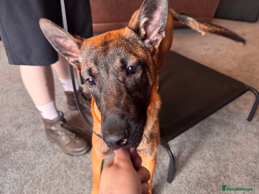Belgian Shepherd Dog dogs for sale: Kairo - Urgent Rehome - Image 9