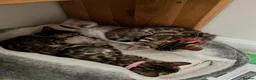 Bengal cats for sale: TICA Registered Bengal Kittens - Advert 7