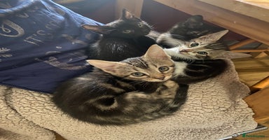 Bengal cats - Advert 8