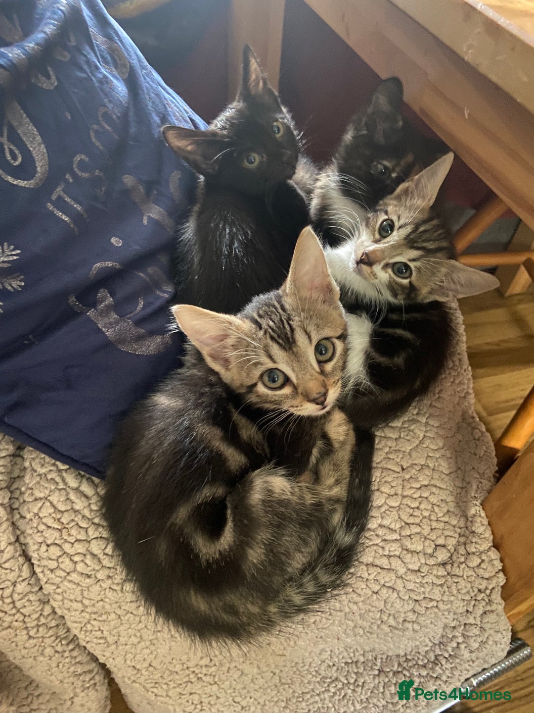 Bengal cats for sale: adorable bengal/tort kitties for sale - Image 2