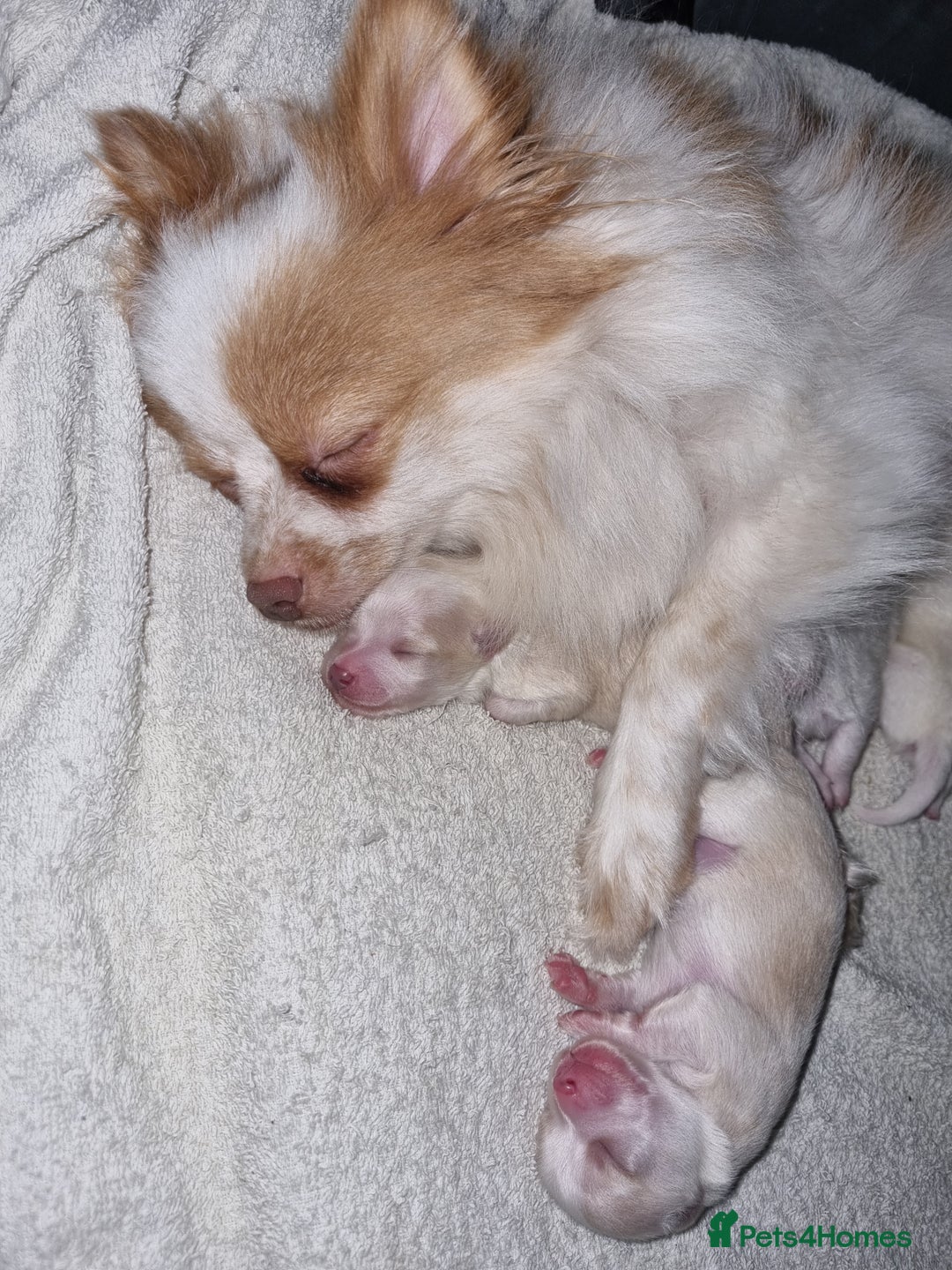 Pomchi dogs for sale: Adorable Pomchi Puppies - Viewings now welcome - Advert 15