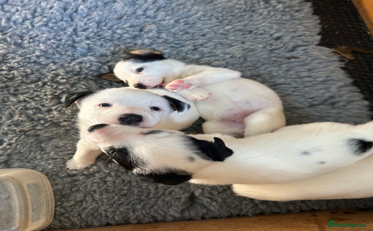 Mixed Breed dogs - Advert 4