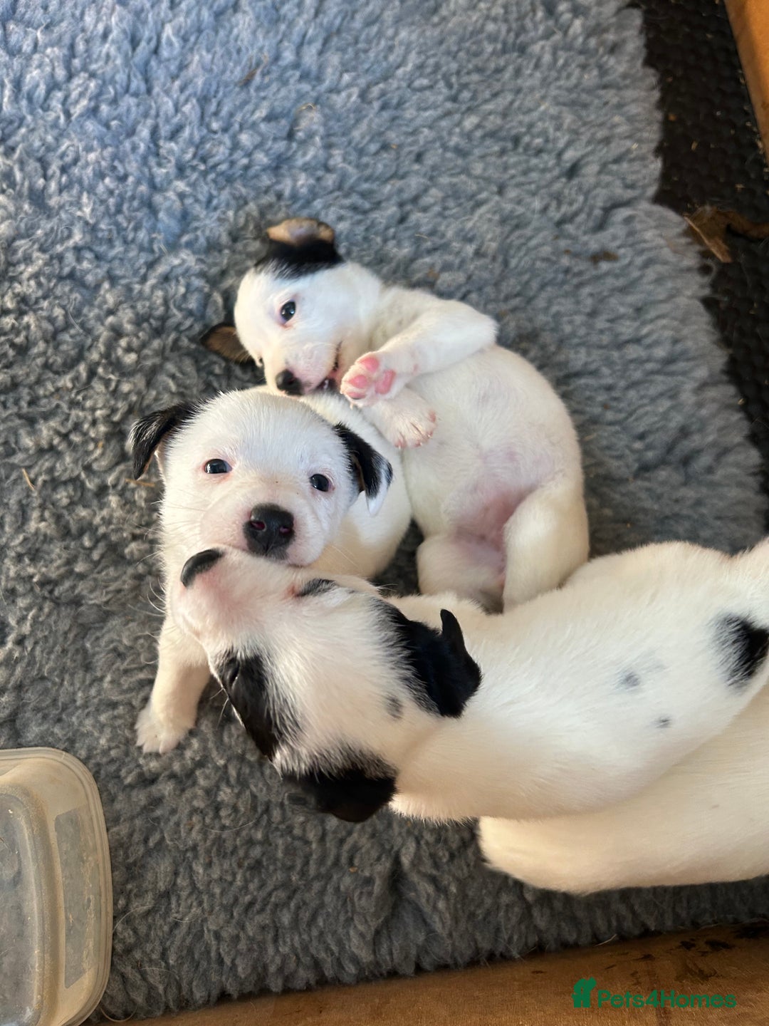 Mixed Breed dogs for sale: Gorgeous ParsonsXJack Russel puppies  - Image 1