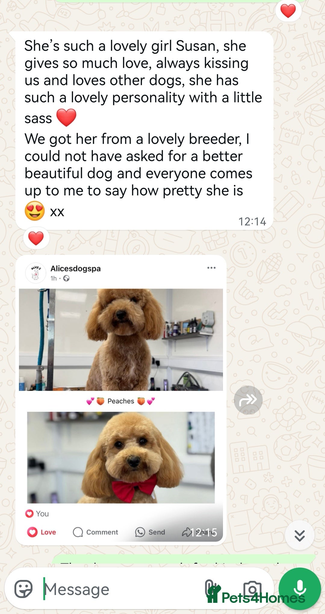 Maltipoo dogs for sale: DNA health tested maltipoo puppies  - Advert 17