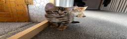Bengal cats for stud: Rosetted bengal for stud, Champion line in Slough - Advert 6