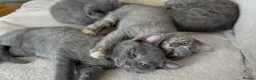 Mixed Breed cats for sale: Kittens in Ely - Advert 2