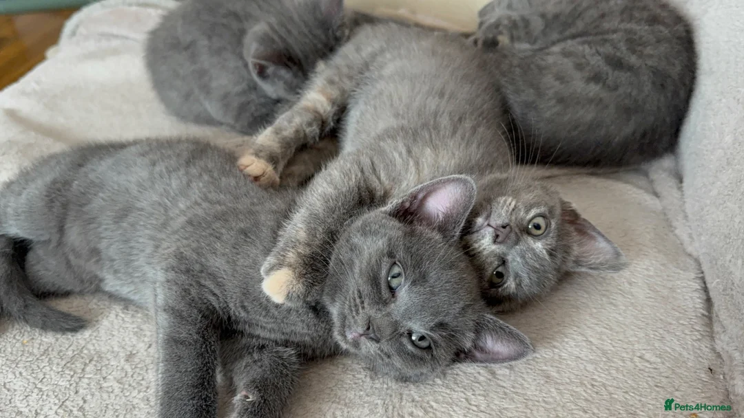 Mixed Breed cats for sale: Kittens in Ely - Advert 2
