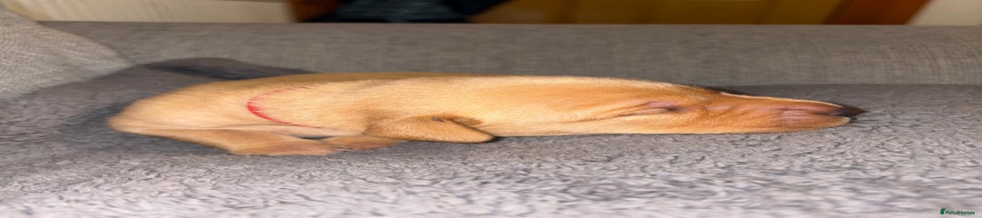 Labrador Retriever - Red