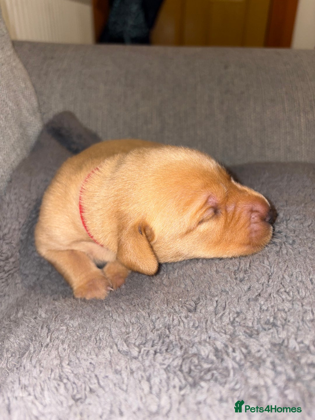 Labrador Retriever dogs for sale: Labrador Retriever Pups - Image 24