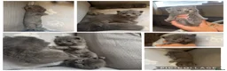British Shorthair cats for sale: British shorthair kittens in Ilkeston - Advert 4
