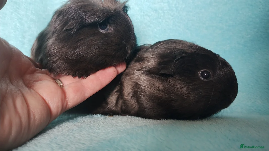 Guinea Pig rodents for sale: Beautiful pair of of cornet guinea pigs ready togo - Advert 2
