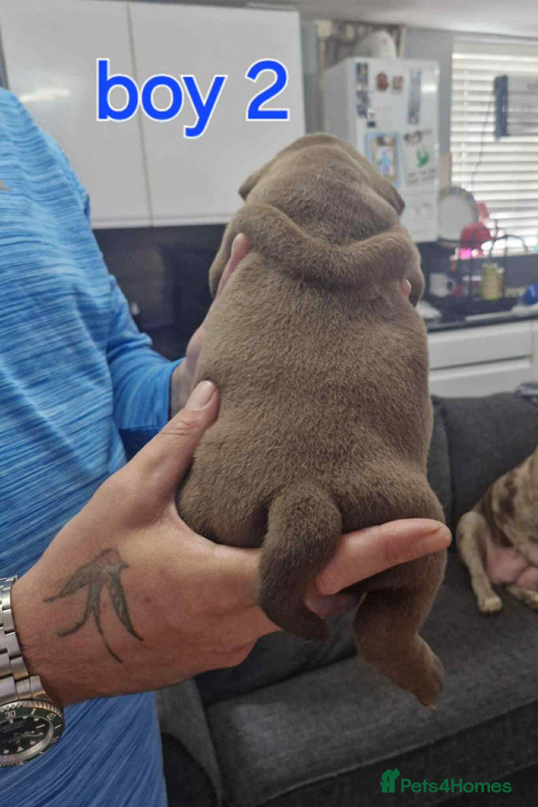 Old Tyme Bulldog dogs for sale: Oeb pups looking for forever homes 🏡  - Image 12