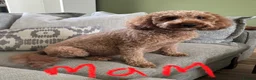 Cavapoo dogs for sale: F1b Cavapoo - Advert 18