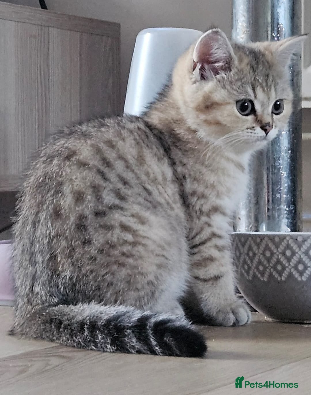 British Shorthair cats 💛🤍British Shorthair Kittens - White & Gold 🤍💛 - Advert 2