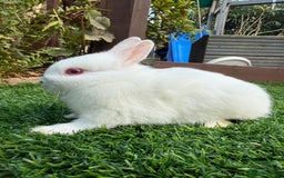 Netherland Dwarf rabbits for sale: Pure Netherland Dwarf  - Image 6