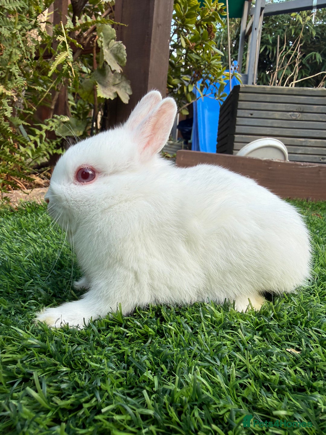 Netherland Dwarf rabbits for sale: Pure Netherland Dwarf  - Image 6