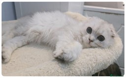 Scottish Fold cats for sale: Adorable scottish fold kittens(Delivery available) - Advert 32
