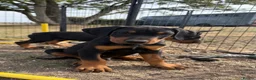 Mixed Breed dogs for sale: Stunning Doberway puppies ✨ - Advert 3