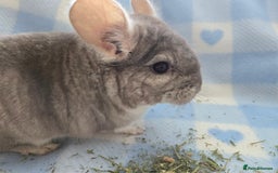 Chinchilla rodents for sale: Young adult and baby chinchillas RPA/RPAC - Image 18